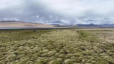 航拍那曲羌塘大草原夏季牦牛群自然风景视频的预览图